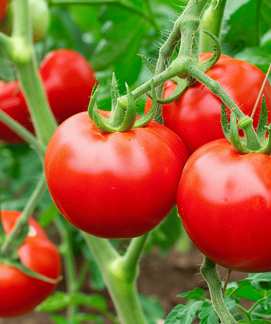 Composting Tomatoes for an Eco-Friendly Soil Boost!