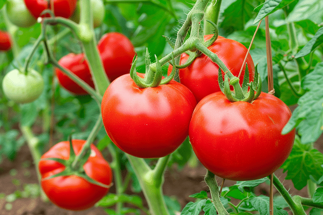 Composting Tomatoes for an Eco-Friendly Soil Boost!